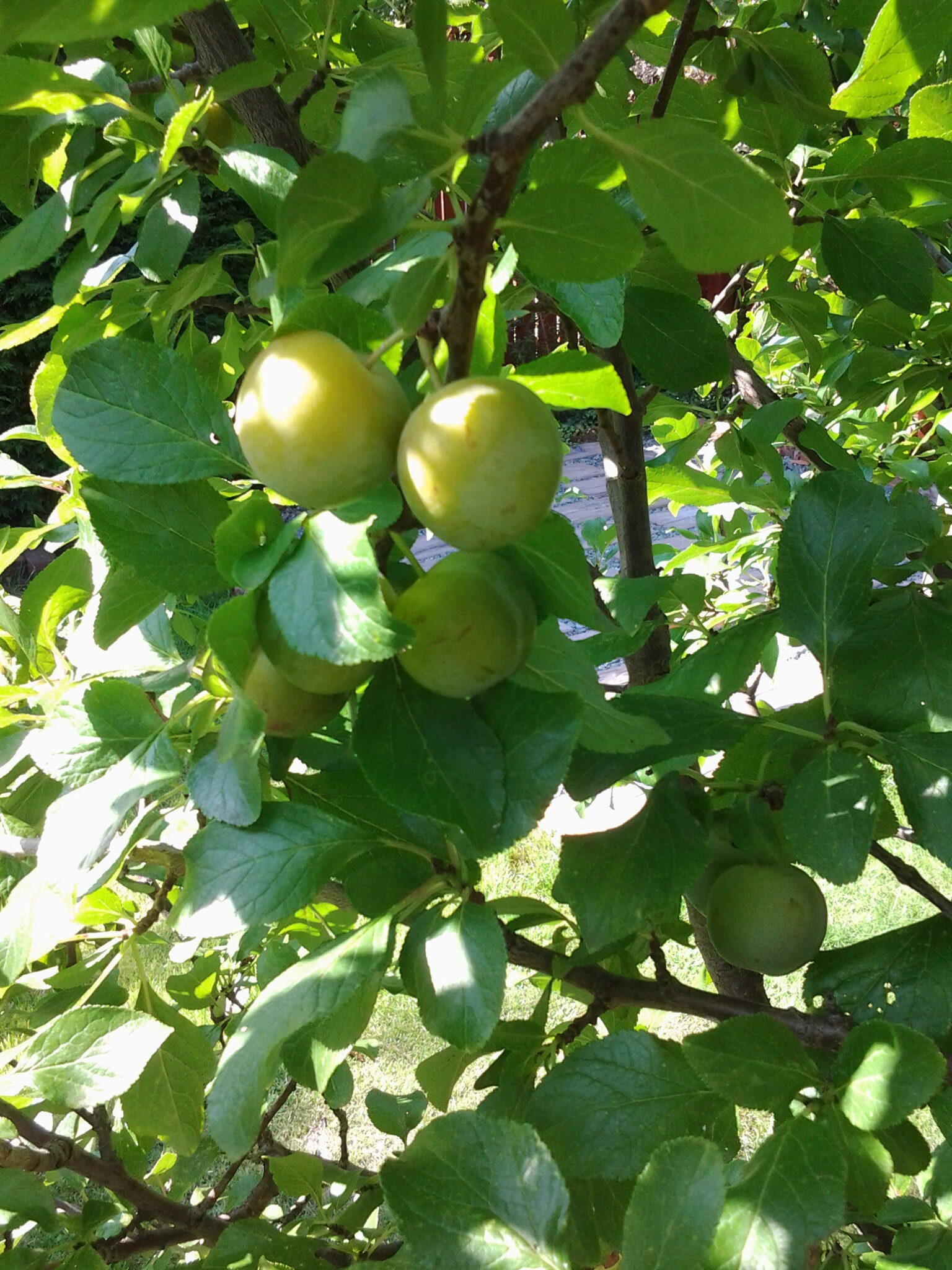 Greengage tree in Summer